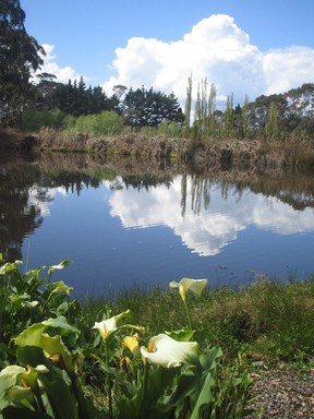  Tourists love the Macadamia Farm by Helensville